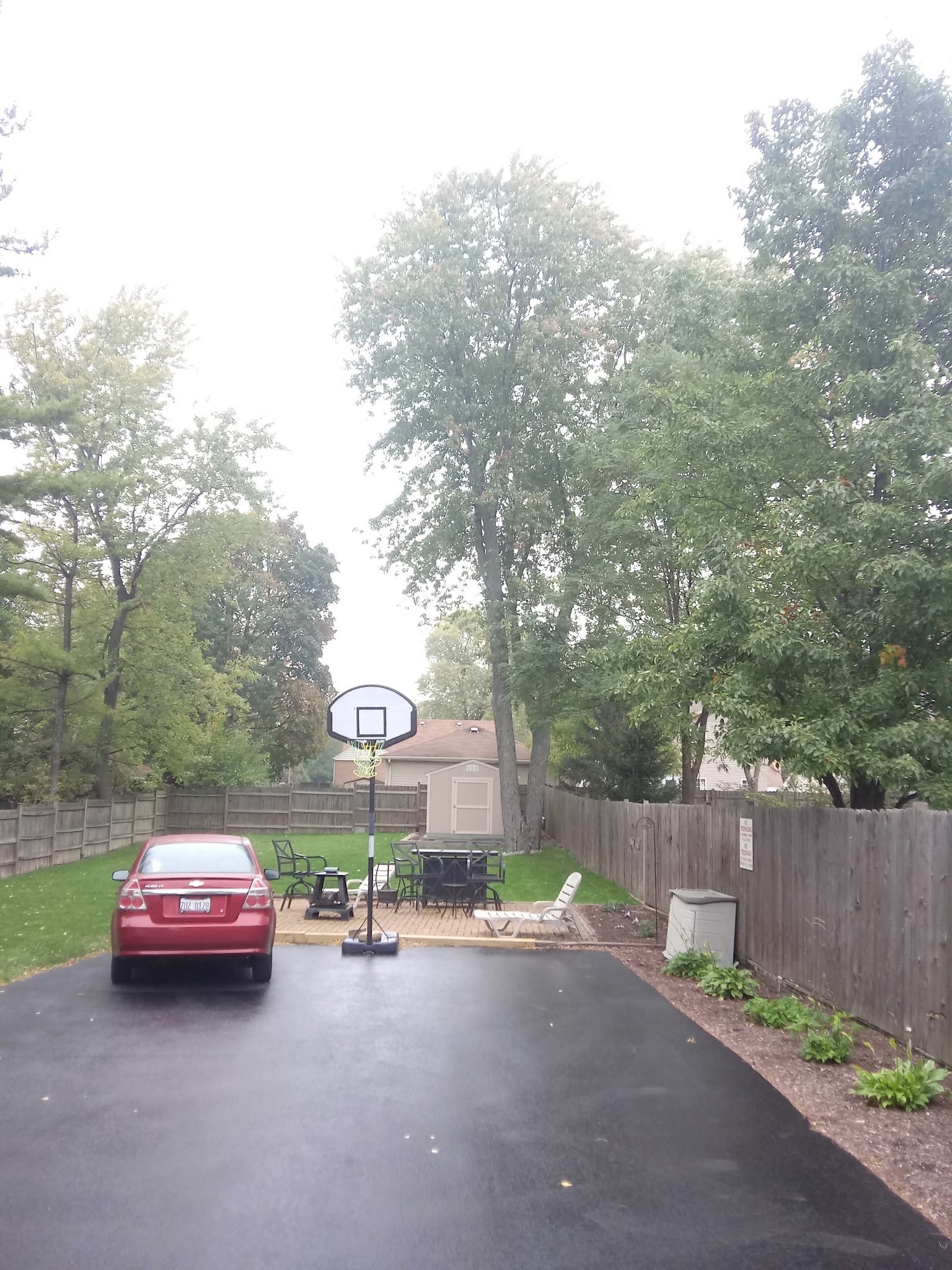 Before tree removal service