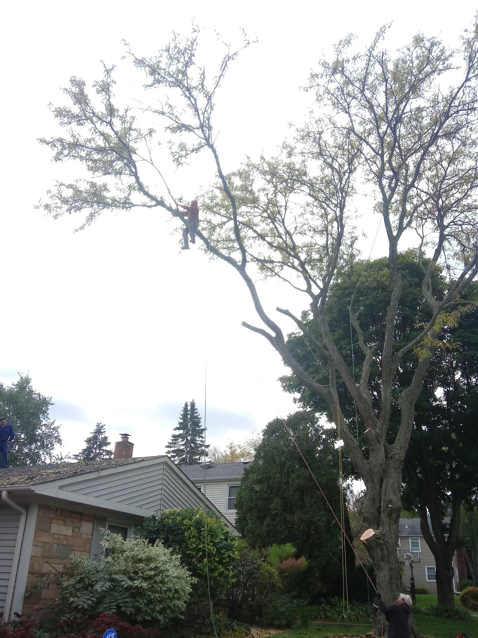 Before Tree has been removed