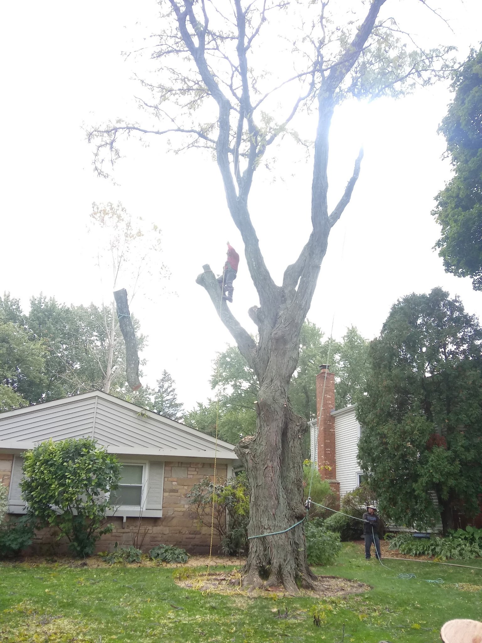 During removal of the tree