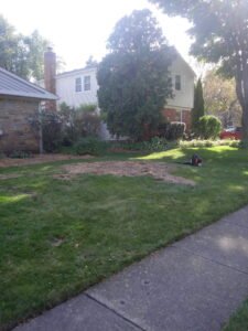 After the tree has been removed