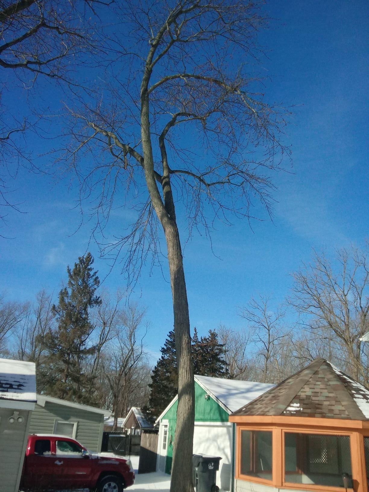 Tree before service