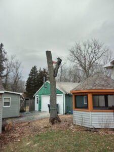 During tree removal service